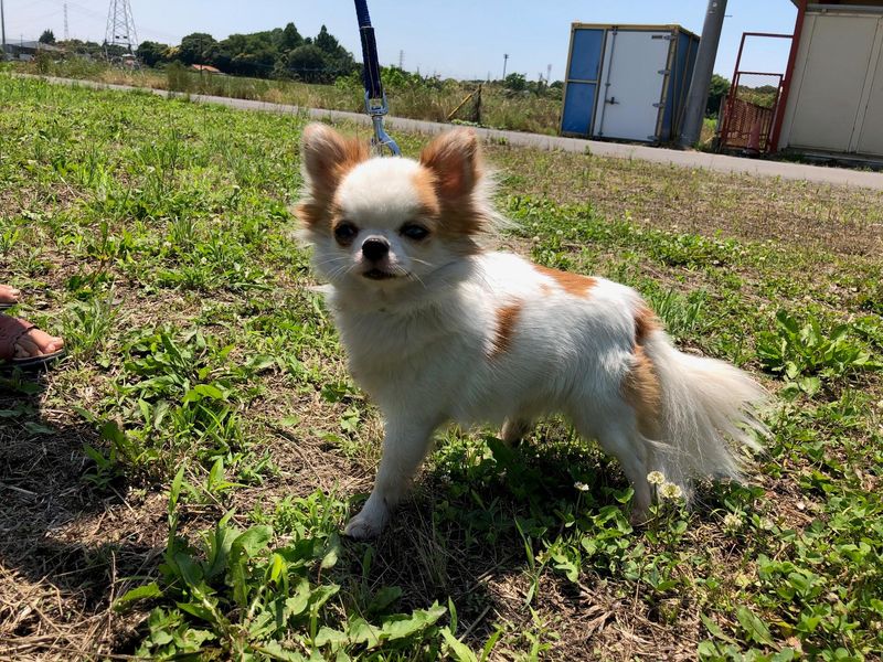 高浦犬舎のアルバイト・バイト求人情報-02