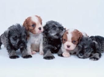 株式会社Pet　Primeのアルバイト・バイト求人情報-02