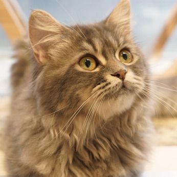 ペットショップCoo&RIKU 赤坂店のアルバイト・バイト求人情報-02