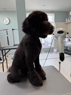 Dog care house 1.のアルバイト・バイト求人情報-03