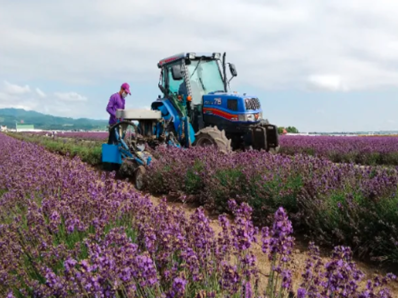 有限会社ファーム富田の求人・転職情報