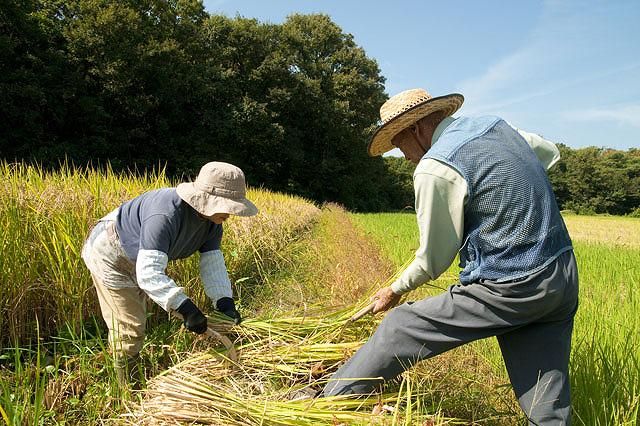 遠藤特定米穀　精米工場の求人情報