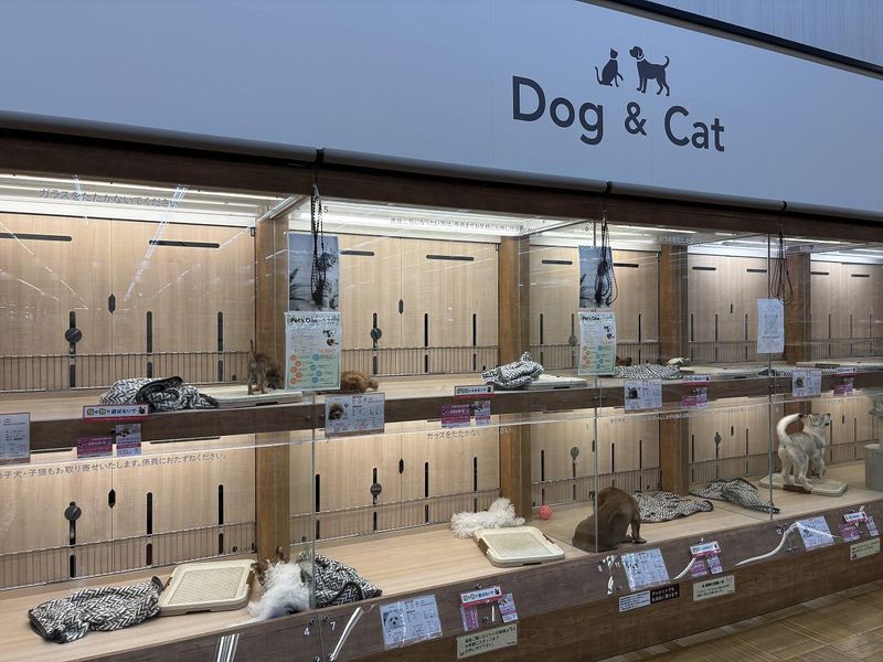ミッキーアンドゴン　ペッツワン八街店のアルバイト・バイト求人情報-04