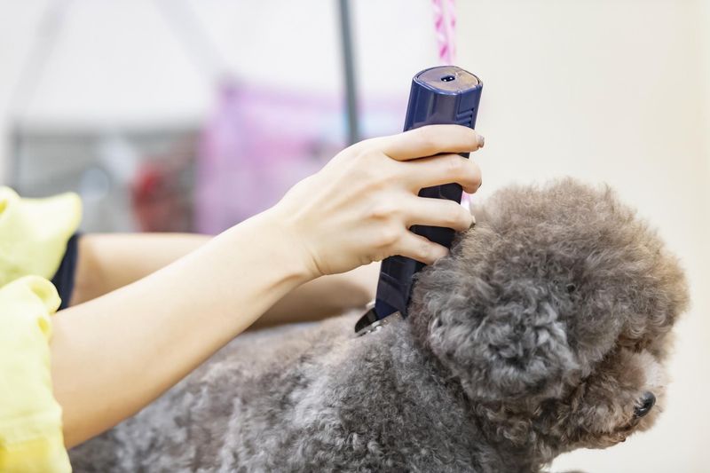 チワワとプードルの派遣求人情報