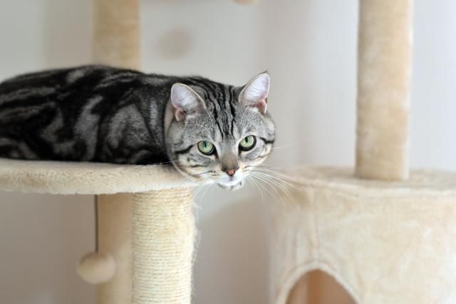 ペットプラザ川越的場店のアルバイト・バイト求人情報-02