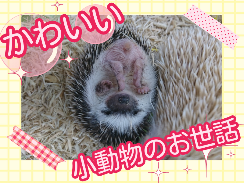 ペッツワン　名古屋大高インター店のアルバイト・バイト求人情報-03