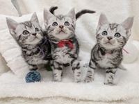 有限会社大浩商事 Kitty Farm Ishiokaのアルバイト・バイト求人情報-02