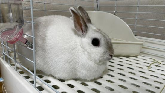 うさぎわおん　行田市門井町のアルバイト・バイト求人情報-05