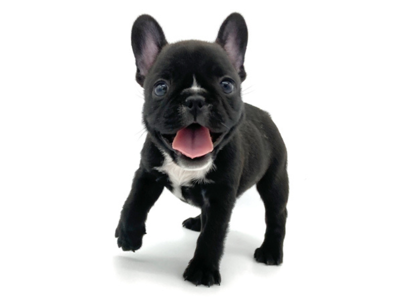 株式会社コーワペッツコーポレーション　九州のアルバイト・バイト求人情報-03