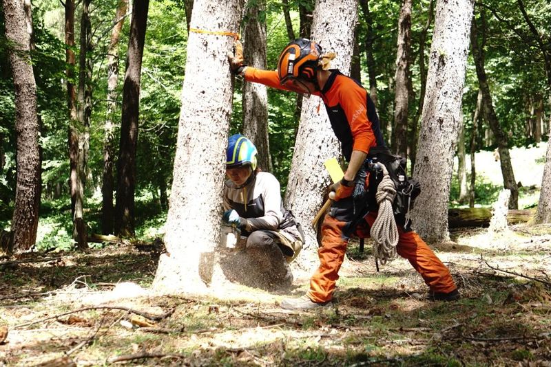 株式会社TreeLumberの求人・転職情報
