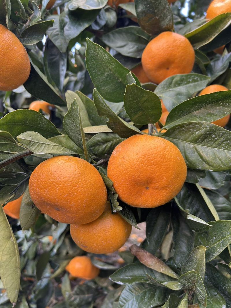 たしろみかん園のアルバイト・バイト求人情報-05