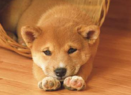 有限会社　さがら動物病院のアルバイト・バイト求人情報-03