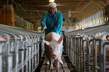 グローバルピッグファーム株式会社-0002の求人・転職情報