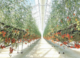 松下農園のアルバイト・バイト求人情報-02