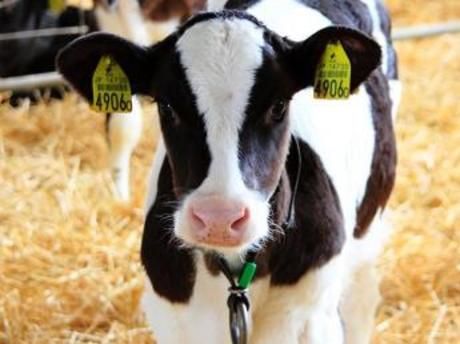 有限会社藤井牧場の求人・転職情報