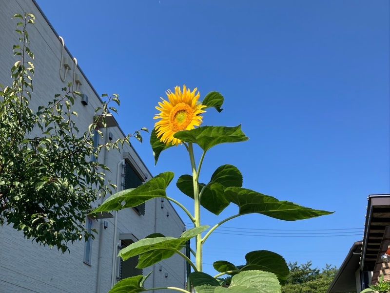 株式会社あんじゅうの求人・転職情報