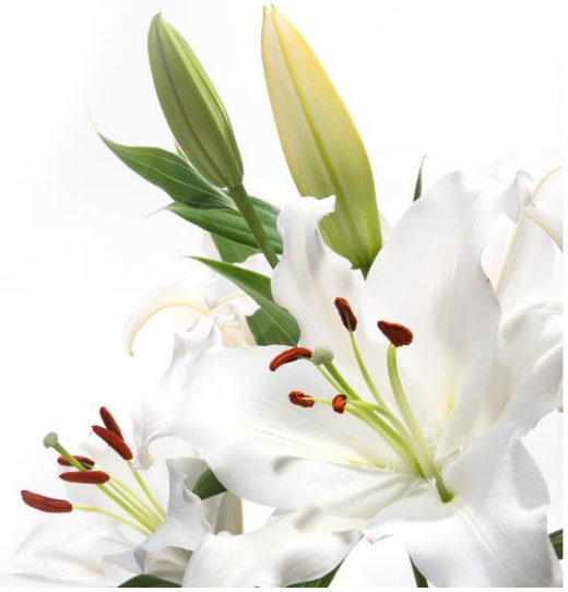 株式会社白雲社の求人・転職情報