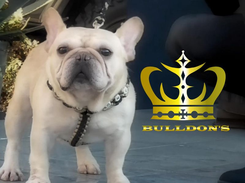 株式会社ＢＵＬＬＤＯＮ’Ｓの求人・転職情報