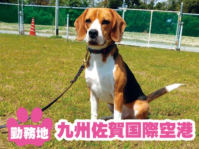 有限会社関空ペットの求人・転職情報