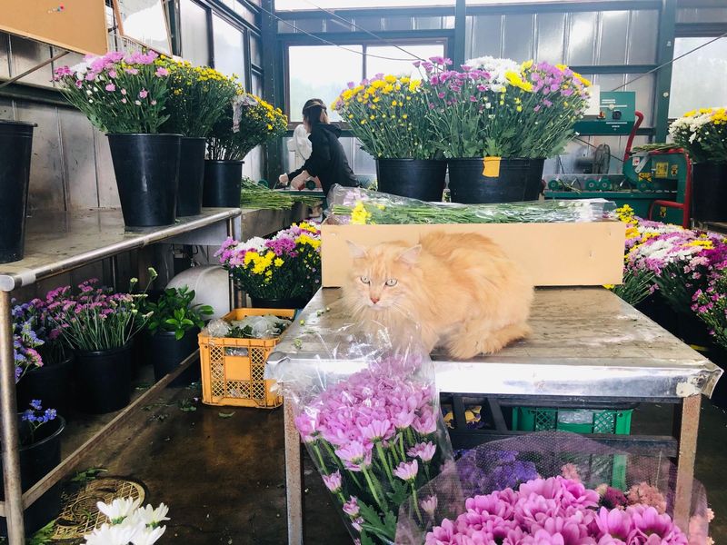 有限会社お花カンパニーの求人・転職情報-03