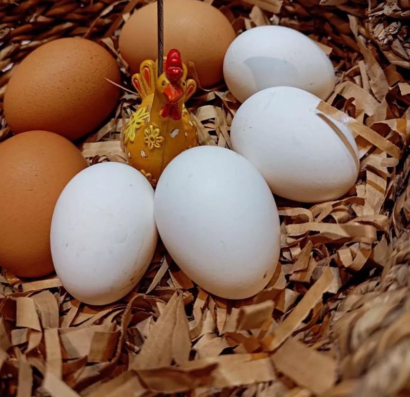 相良ポートリー　農場のアルバイト・バイト求人情報-02