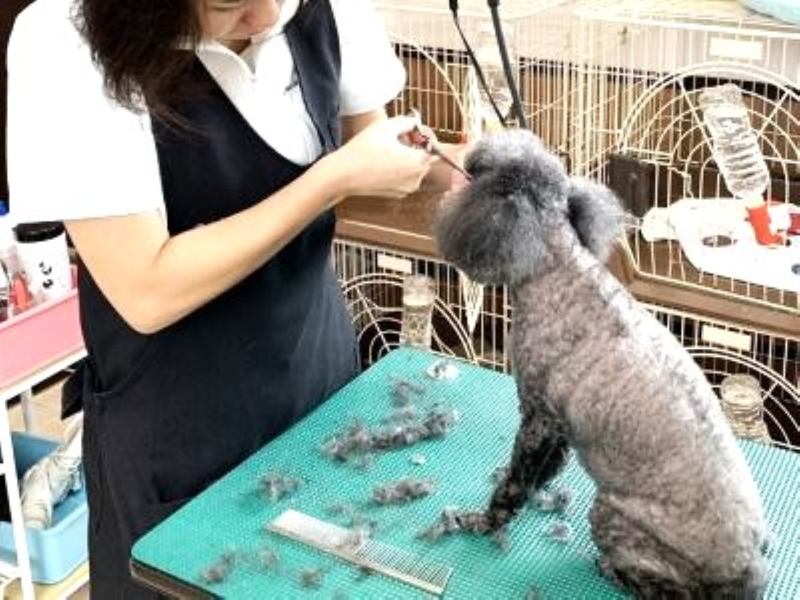 ペットサロンキュート高崎店のアルバイト・バイト求人情報-03