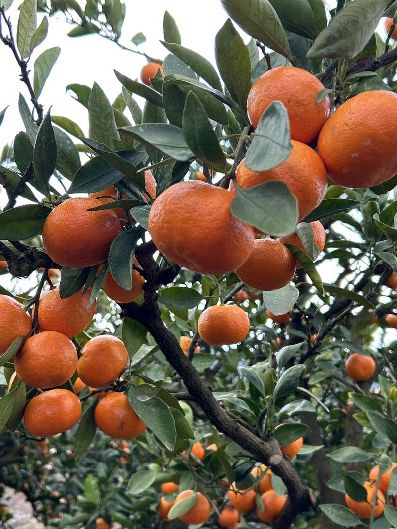 たしろみかん園のアルバイト・バイト求人情報-02