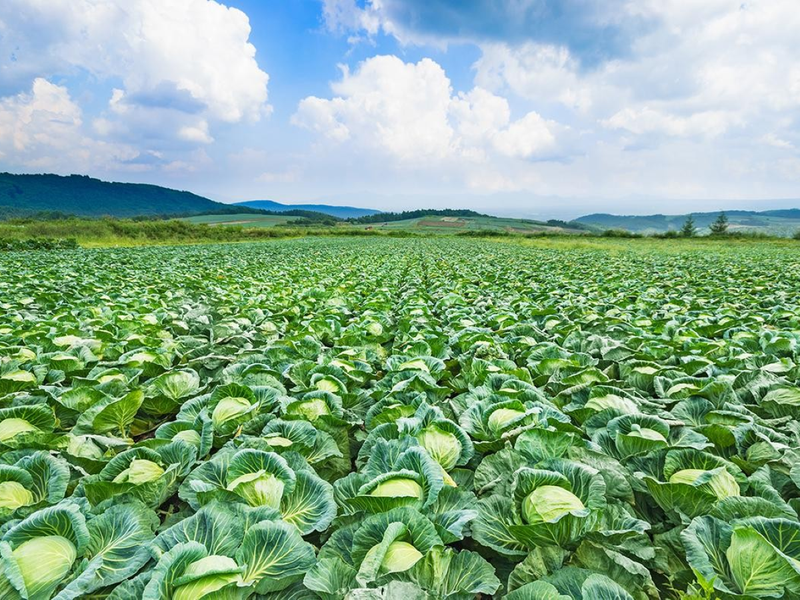 株式会社九州屋