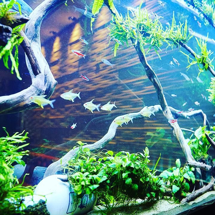 AQUARIUM　CAFE　Affinityのアルバイト・バイト求人情報-02
