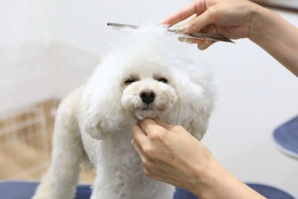 PET-SPA 町田店のアルバイト・バイト求人情報-02