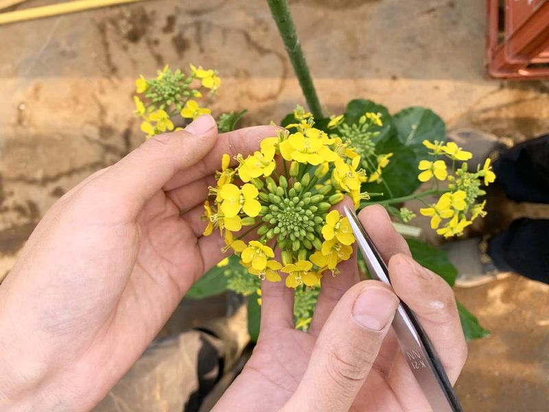 株式会社武蔵野種苗園　新治育種農場(AP)のアルバイト・バイト求人情報-02