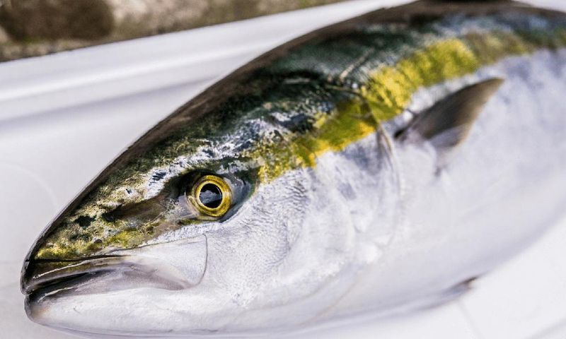 株式会社オーシャンプロテックの求人・転職情報