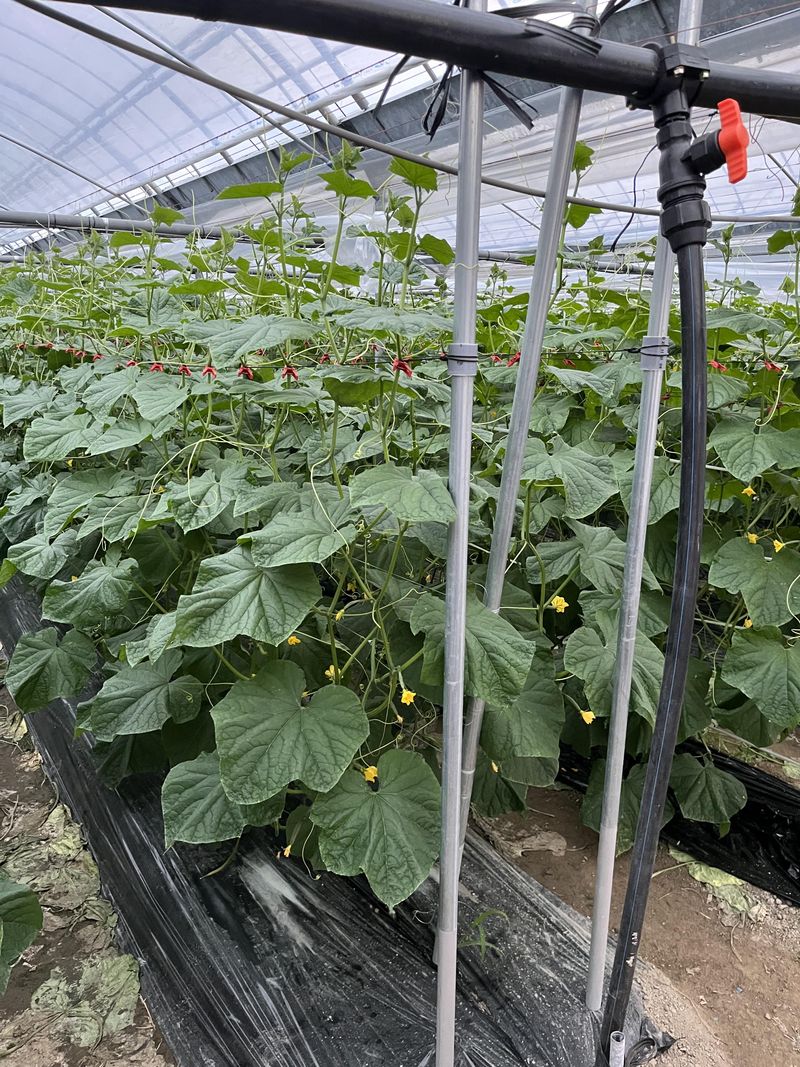 宮崎エヌファームのアルバイト・バイト求人情報-03