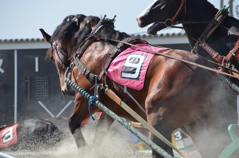 株式会社ばんえい競馬診療所　帯広競馬場のアルバイト・バイト求人情報-03