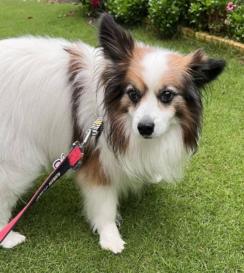 ＷｉｔｈＹｏｕ　日本ペットシッターサービス　の求人・転職情報