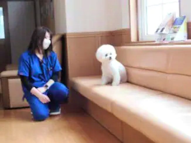 ルル動物病院のアルバイト・バイト求人情報-02