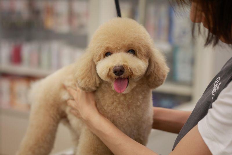 PET PARADISE + BEAUTY 自由が丘店のアルバイト・バイト求人情報-03