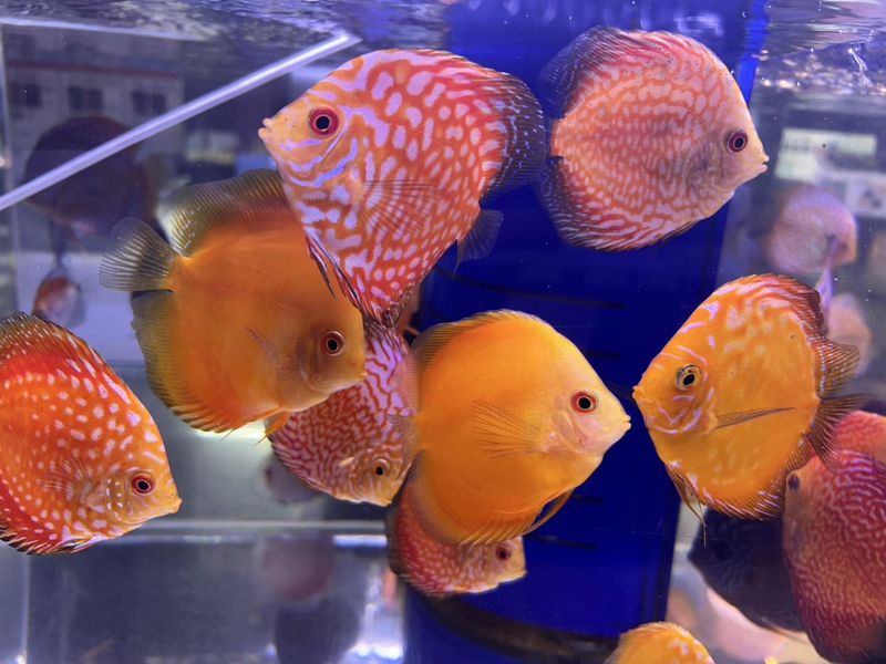ミッキーアンドゴン　ペットプラザ京葉船橋インター店(鳥・小動物・アクアコーナー)のアルバイト・バイト求人情報-02