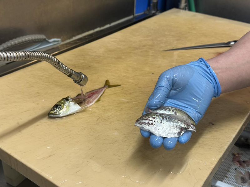 独楽寿司 本厚木駅前　社員募集のアルバイト・バイト求人情報-03