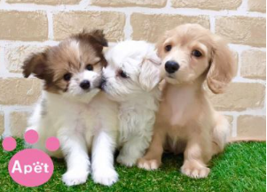 ペットショップAペット千葉店のアルバイト・バイト求人情報-09