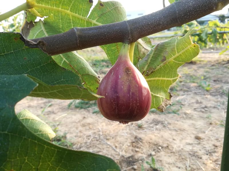 のんほいイチゴ園とよはしの求人・転職情報