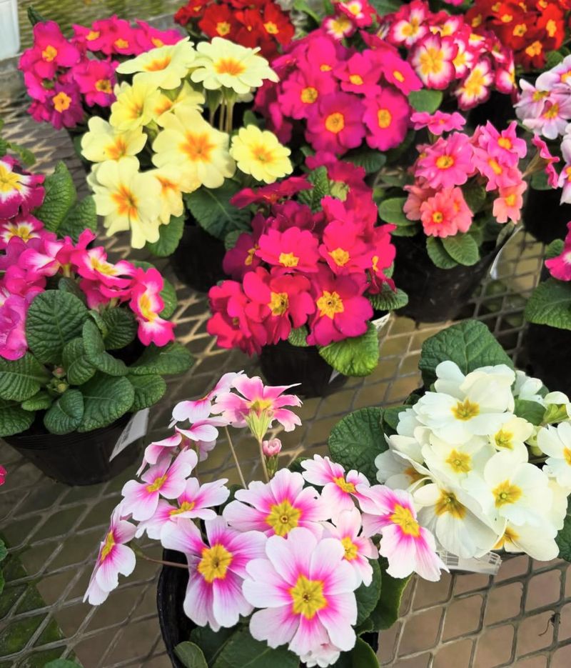 JA新潟かがやき　花夢里にいつのアルバイト・バイト求人情報-02