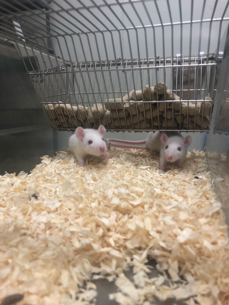 株式会社ラボテックの求人・転職情報