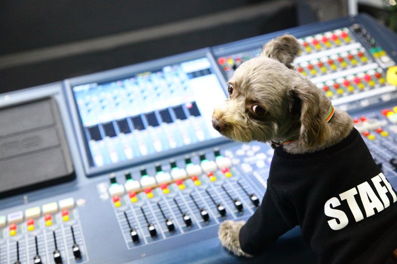 有限会社デシベル