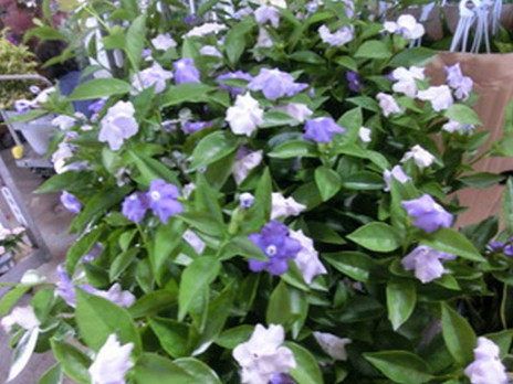 沖縄県くみあい生花株式会社の求人・転職情報