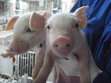 株式会社千葉ピッグ