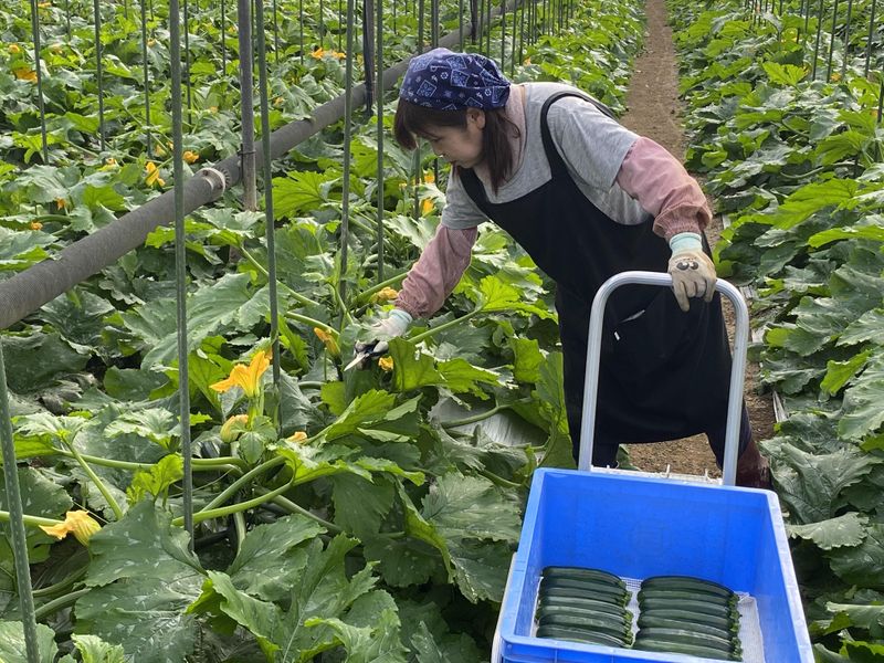 有限会社黒木農園の派遣求人情報