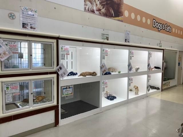 ペットショップAZ諏訪店のアルバイト・バイト求人情報-02