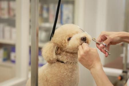 PET PARADISE + BEAUTY マークイズみなとみらい店のアルバイト・バイト求人情報-03