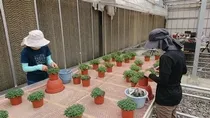 株式会社斉藤農場の派遣求人情報
